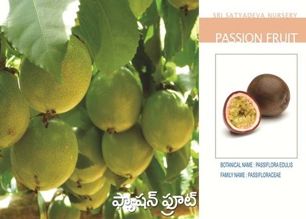 Passion Fruit
