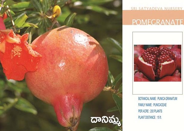Pomegranate