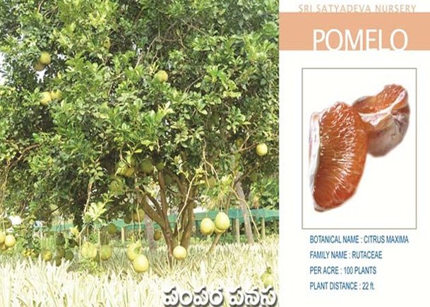 Pomelo