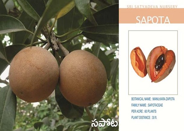 Sapota