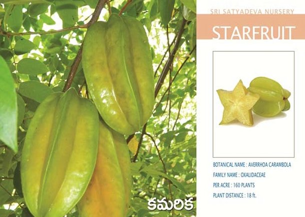 Star Fruit