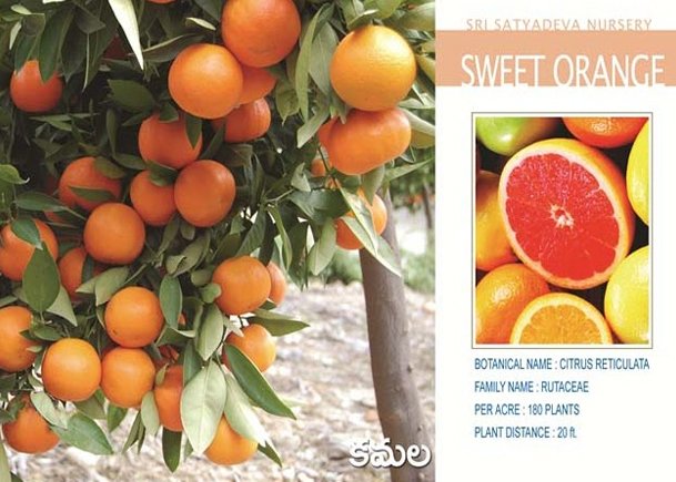 Sweet Orange