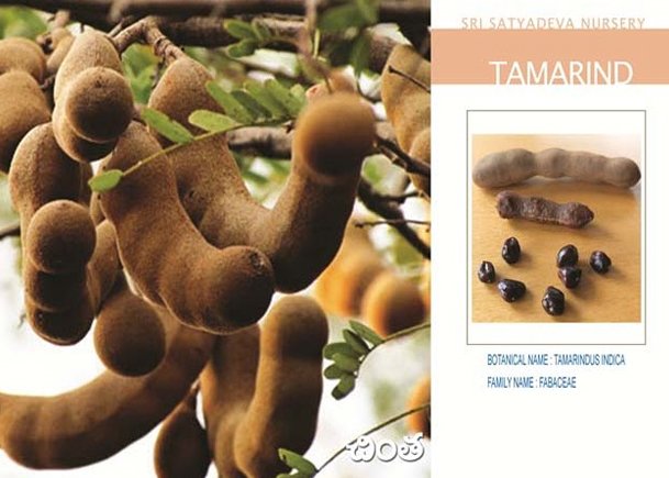 Tamarind
