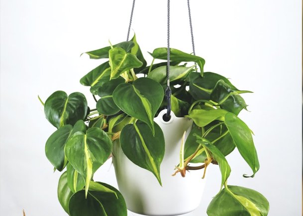 Philodendron Aryan Variegated