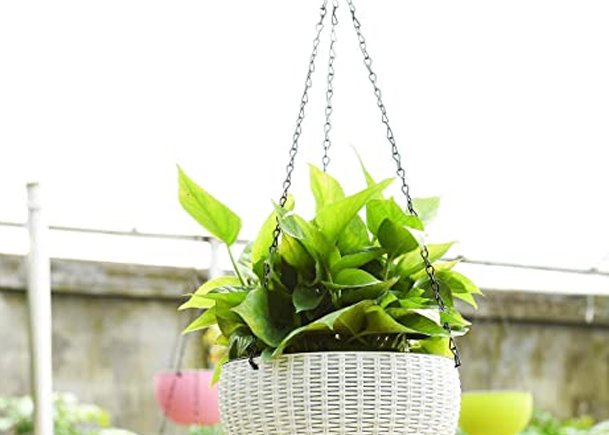 Money Plant Hangings