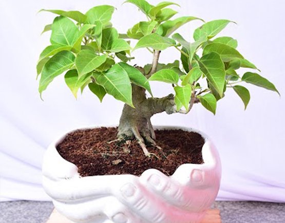 Ficus Retusa