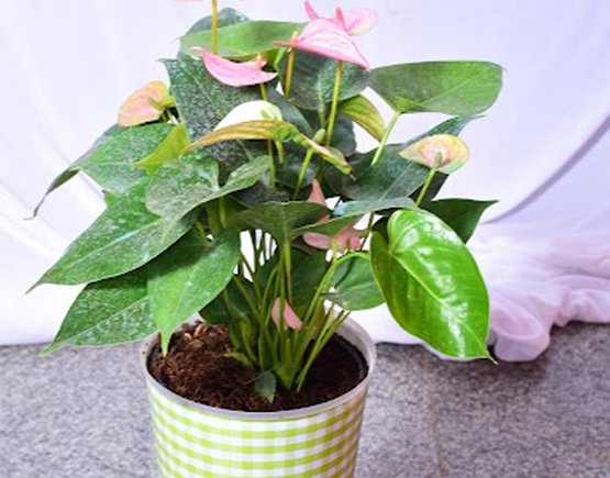 Anthurium Pink