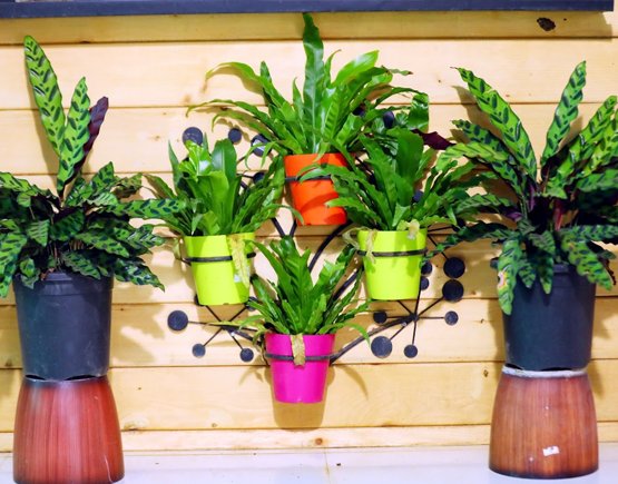 Dracaena Trifasciata