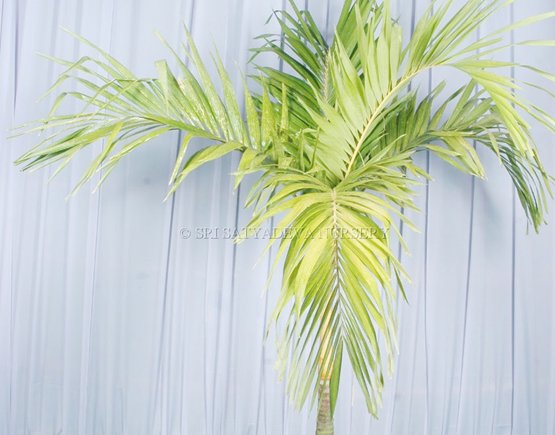 Chrysalidocarpus Cabadae