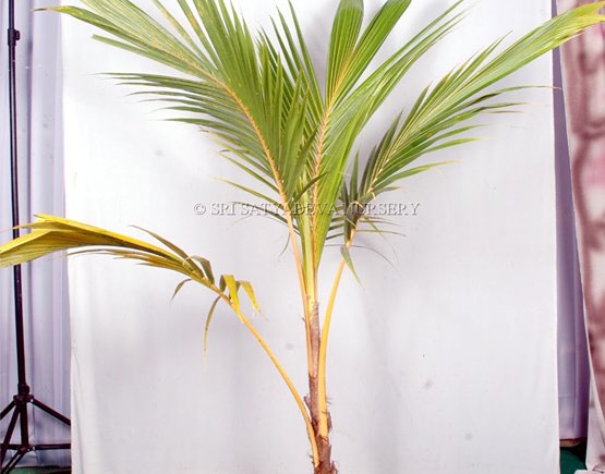 Cocos Nucifera Orange Coconut