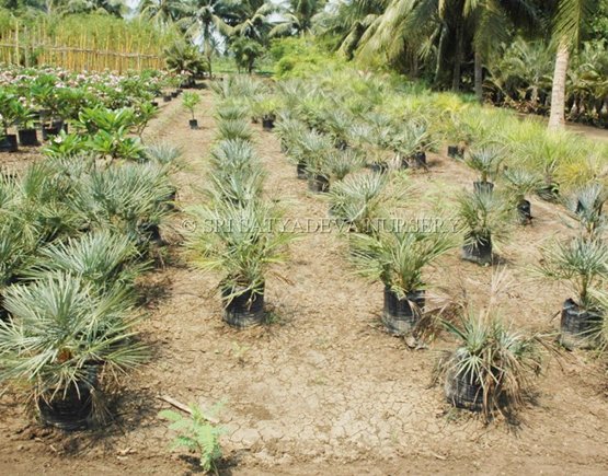 Chamaerops Humilis Arecaceae