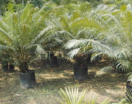 Cycas Circinalis