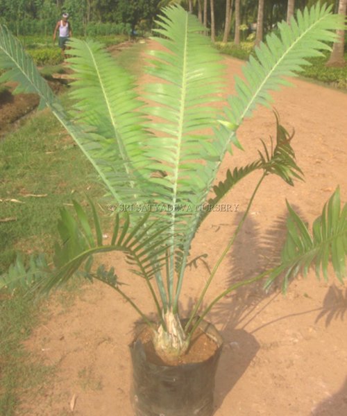 Dioon Spinulosum