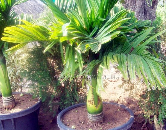 Areca Catechu Dwarf
