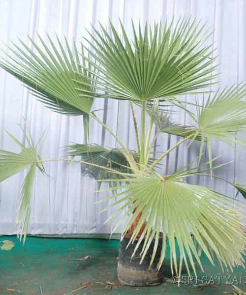 Table Palm