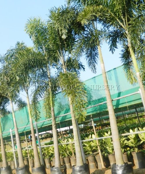 Foxtail Palm