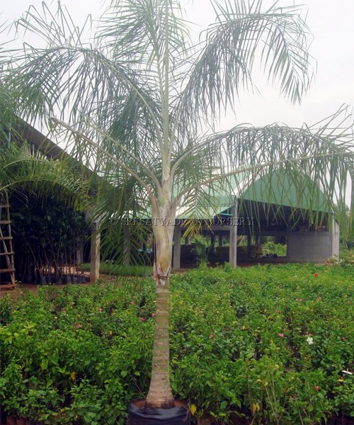 Dypsis Wine Palm