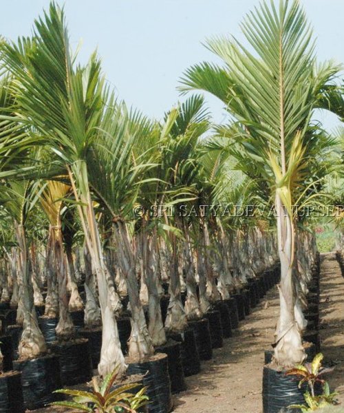 Hyophorbe lagenicaulis