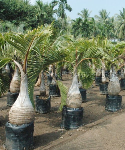 Hyophorbe lagenicaulis