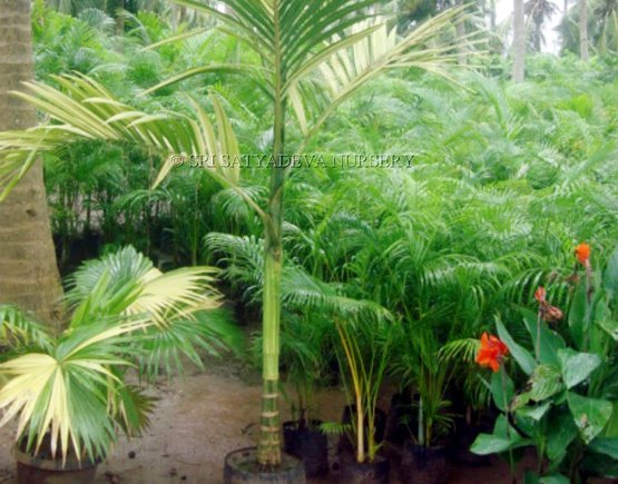 Areca Catechu Variegata