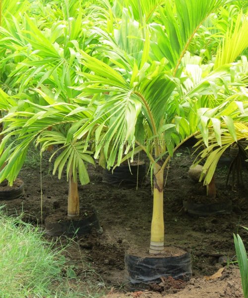 Veitchia Merelli Gold