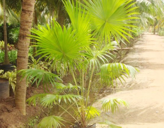 Table Palm