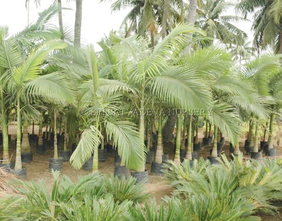 Archontophoenix Alexandrae