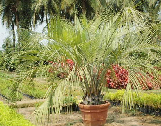 Butia capitata Jelly Palm